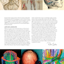 The Human Brain Book: An Illustrated Guide to its Structure, Function, and Disorders2019