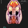The Human Brain Book: An Illustrated Guide to its Structure, Function, and Disorders2019