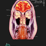 The Human Brain Book: An Illustrated Guide to its Structure, Function, and Disorders2019