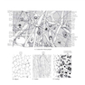 The Netter’s Anatomy Coloring Book, 2th edition