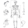 The Netter’s Anatomy Coloring Book, 2th edition