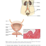 Botulinum Toxin Treatment: What Everyone Should Know