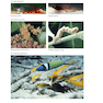 Ecological Developmental Biology 2nd Edition 2016