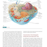 Karp’s Cell and Molecular Biology 9th Edition