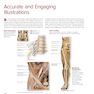 Human Anatomy