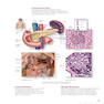 Human Anatomy