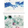 The Bethesda System for Reporting Cervical Cytology, 3rd Edition 2015