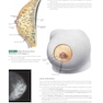 Anatomy: A Regional Atlas of the Human Body, 6th Edition