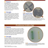 A Photographic Atlas for the Microbiology Laboratory 2011