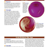 A Photographic Atlas for the Microbiology Laboratory 2011