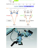 Microsurgery in Endodontics
