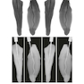 Shaping for Cleaning the Root Canals : A Clinical-Based Strategy 2022