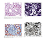 Textbook of Histology 5th Edicion