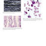 Textbook of Histology 5th Edicion