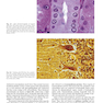 Textbook of Histology 5th Edicion