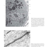 Textbook of Histology 5th Edicion