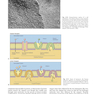 Textbook of Histology 5th Edicion