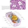 Textbook of Histology 5th Edicion