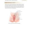 Female Cosmetic Genital Surgery: Concepts, classification and techniques 1st Edition 2017