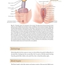 Female Cosmetic Genital Surgery: Concepts, classification and techniques 1st Edition 2017