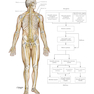 Netter Atlas of Human Anatomy: Classic Regional Approach: (Netter Basic Science) 8th Edition