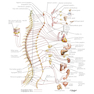 Netter Atlas of Human Anatomy: Classic Regional Approach: (Netter Basic Science) 8th Edition