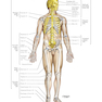 Netter Atlas of Human Anatomy: Classic Regional Approach: (Netter Basic Science) 8th Edition