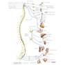 Netter Atlas of Human Anatomy: Classic Regional Approach: (Netter Basic Science) 8th Edition