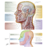 Netter Atlas of Human Anatomy: Classic Regional Approach: (Netter Basic Science) 8th Edition
