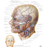 Netter Atlas of Human Anatomy: Classic Regional Approach: (Netter Basic Science) 8th Edition