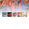 McMinn and Abrahams’ Clinical Atlas of Human Anatomy 8th Edition