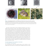 Molecular Biology of the Cell