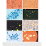 Textbook of Diagnostic Microbiology 7th Edition