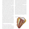 Atlas of Oral and Maxillofacial Surgery - 2nd Edicion