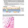 BRS Cell Biology and Histology (Board Review Series) Eighth Edition2019 کتاب زیست شناسی سلولی و بافت شناسی سلولی BRS 