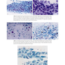 2021 Cytology: Diagnostic Principles and Clinical Correlates 5th Edition