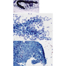 2021 Cytology: Diagnostic Principles and Clinical Correlates 5th Edition