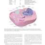 Robbins - Cotran Pathologic Basis of Disease (Robbins Pathology) 10th Edition