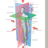 Gray’s Anatomy: The Anatomical Basis of Clinical Practice 41st Edition2015 آناتومی: مبانی تشریحی تمرین بالینی