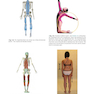Anatomy Trains, 4th Edition 2021