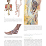 Anatomy Trains, 4th Edition 2021