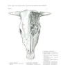 Atlas of Topographical Anatomy of the Domestic Animals 2nd Edición