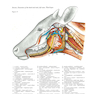Atlas of Topographical Anatomy of the Domestic Animals 2nd Edición