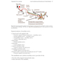 Local Anesthesia and Extractions for Dental Students : Simple Notes and Guidelines 2018