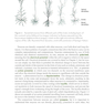 Research Methods for Cognitive Neuroscience