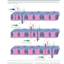 2023 Biological Psychology 14th Edicion