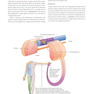 Gray’s Anatomy for Students 5th Edition 2024