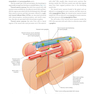 Gray’s Anatomy for Students 5th Edition 2024