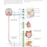 Gray’s Anatomy for Students 5th Edition 2024