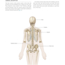 Gray’s Anatomy for Students 5th Edition 2024